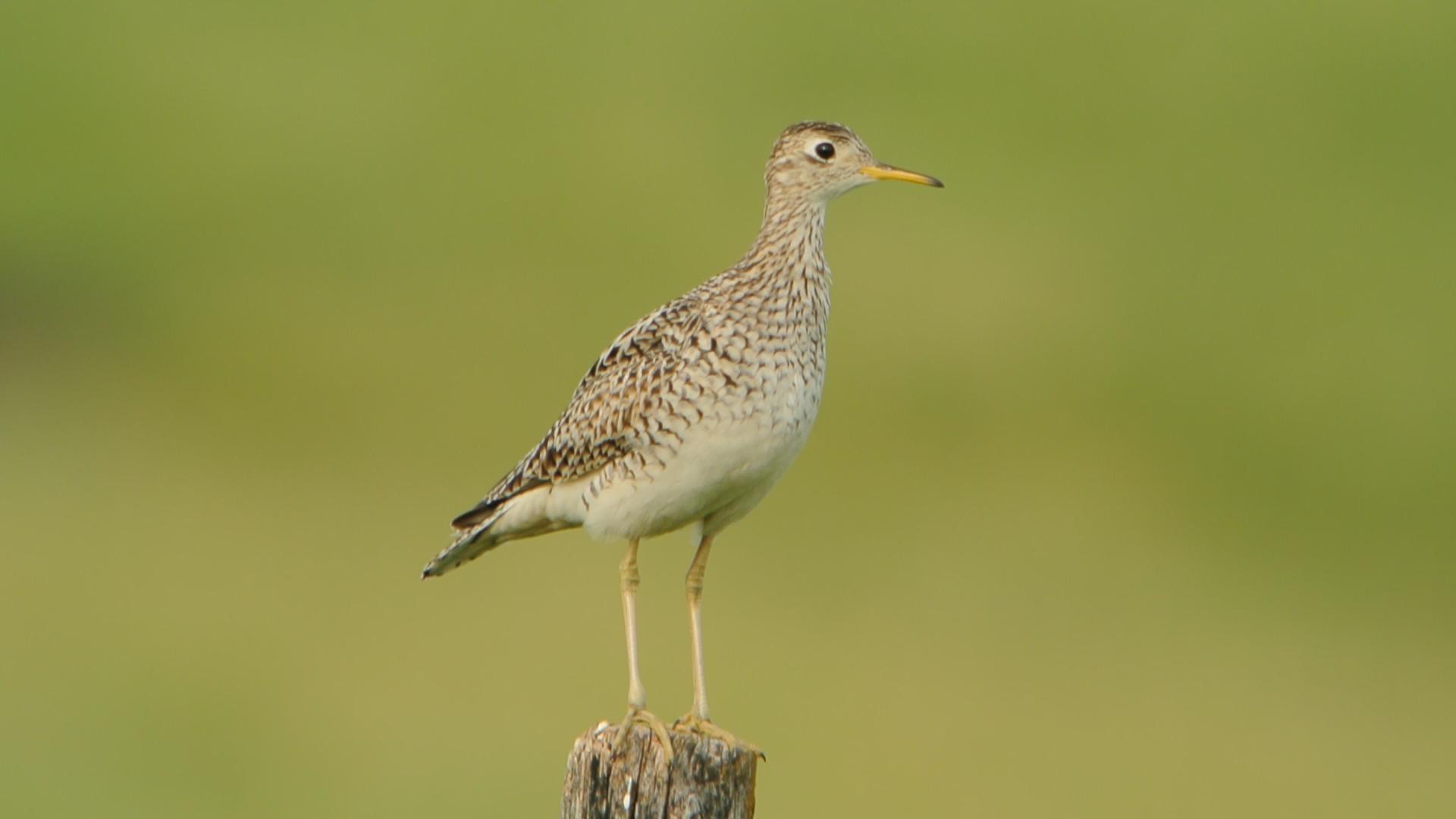 Upland Sandpiper (8372112798) Upland Sandpiper (8372112798)