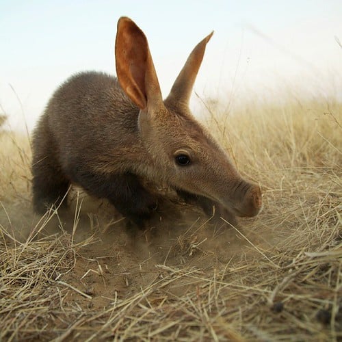 Look at this cute little fella! #aardvark #animals #babyanimals #wildlife #wildlifephotography #conservation #volunteer #volunteering #volunteerabroad #frontier #frontiervolunteers