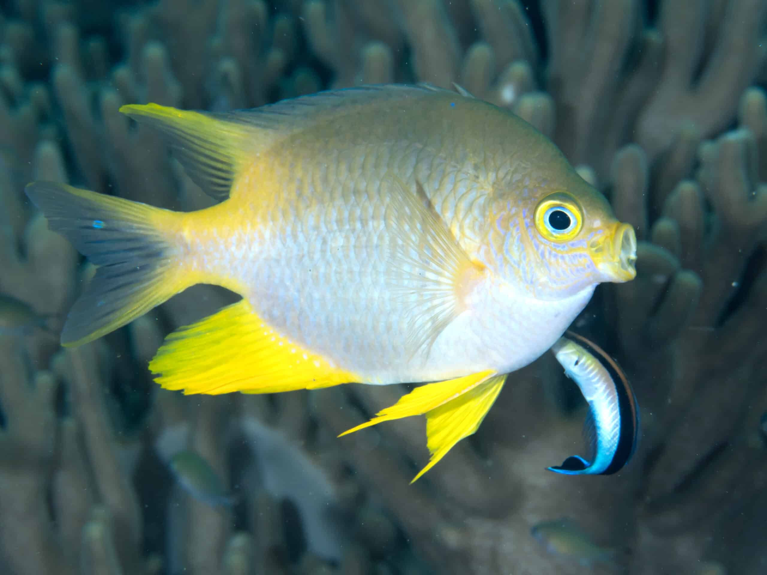 Golden damselfish (Amblyglyphidodon aureus) (45998125084) Golden damselfish (Amblyglyphidodon aureus) (45998125084)
