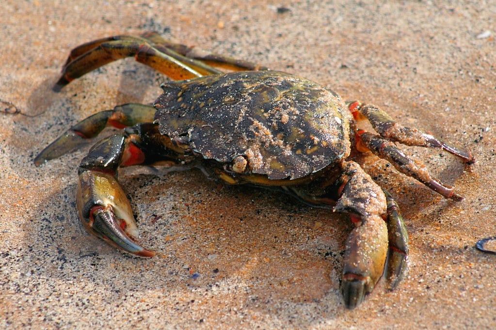 Shore Crab – Carcinus maenas