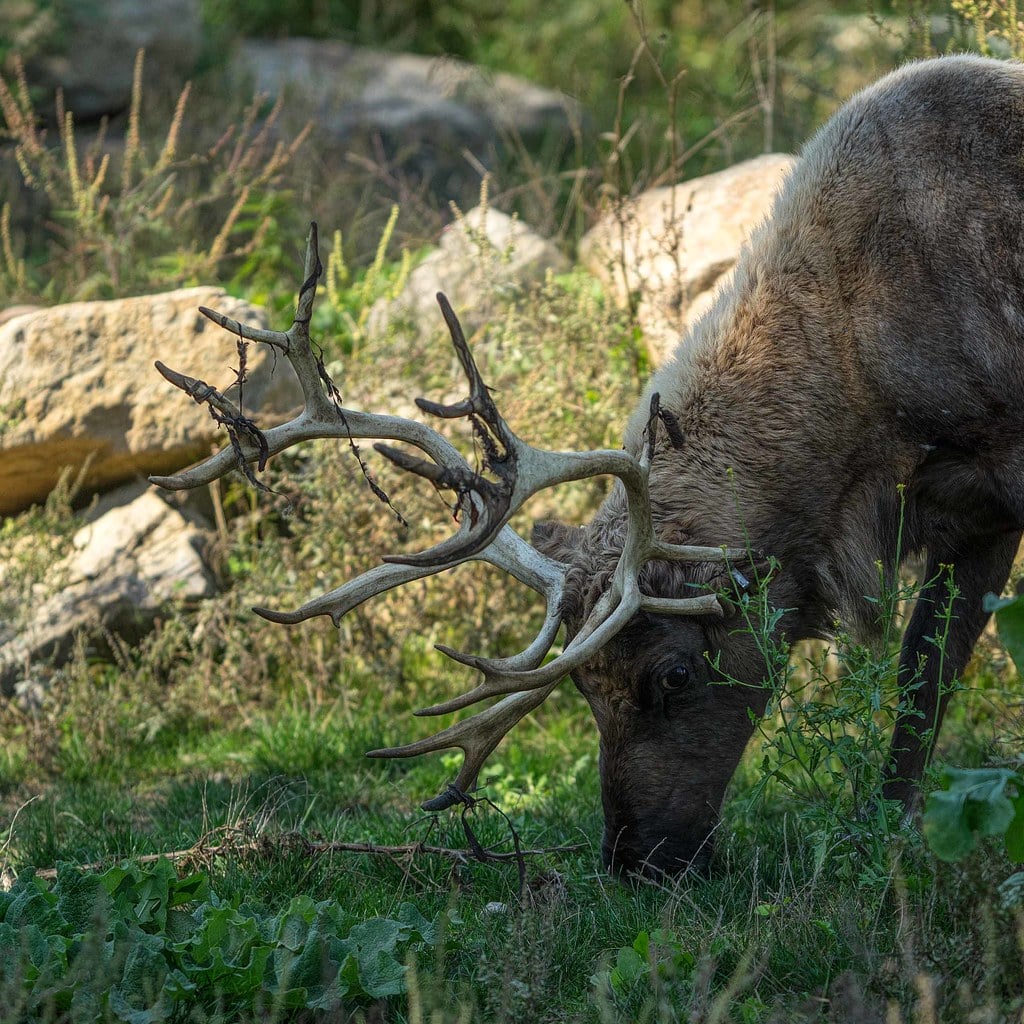Caribou des bois