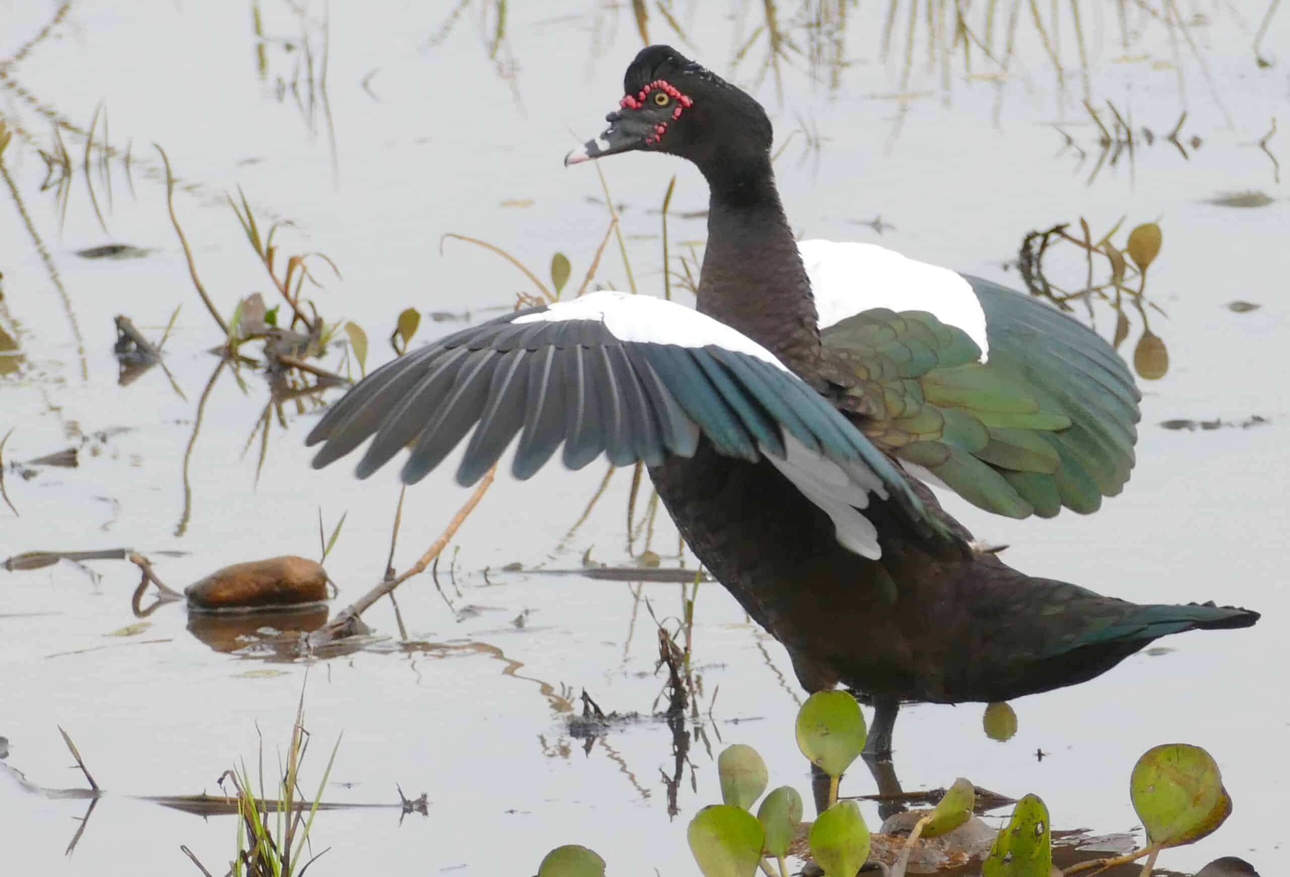 Muscovy Duck (Cairina moschata) male … (48300537941)