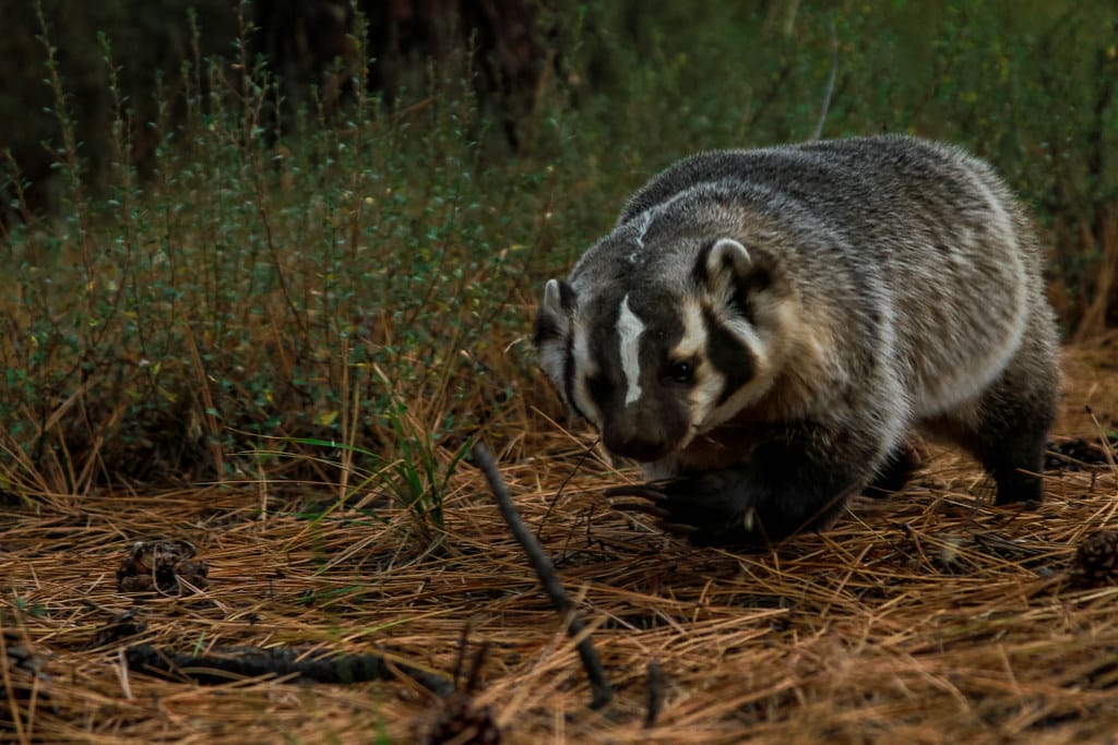 Taxidea taxus