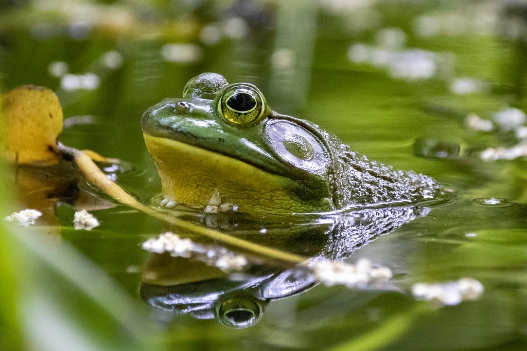 bullfrog in the pond at Tregaron Conservancy bullfrog in the pond at Tregaron Conservancy