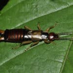 An earwig with a shiny brown body and pincers sits on a green leaf.