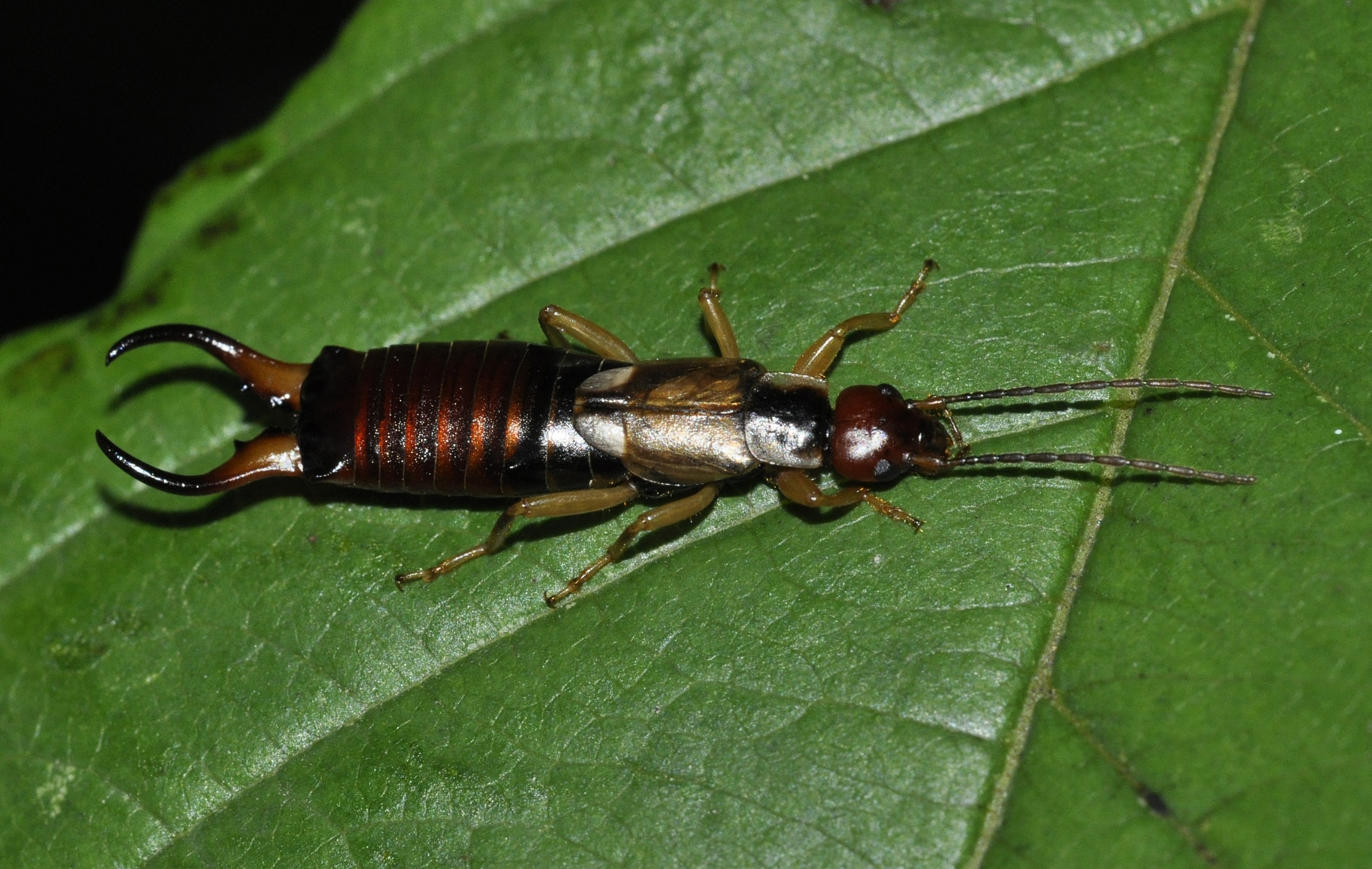 An earwig with a shiny brown body and pincers sits on a green leaf.