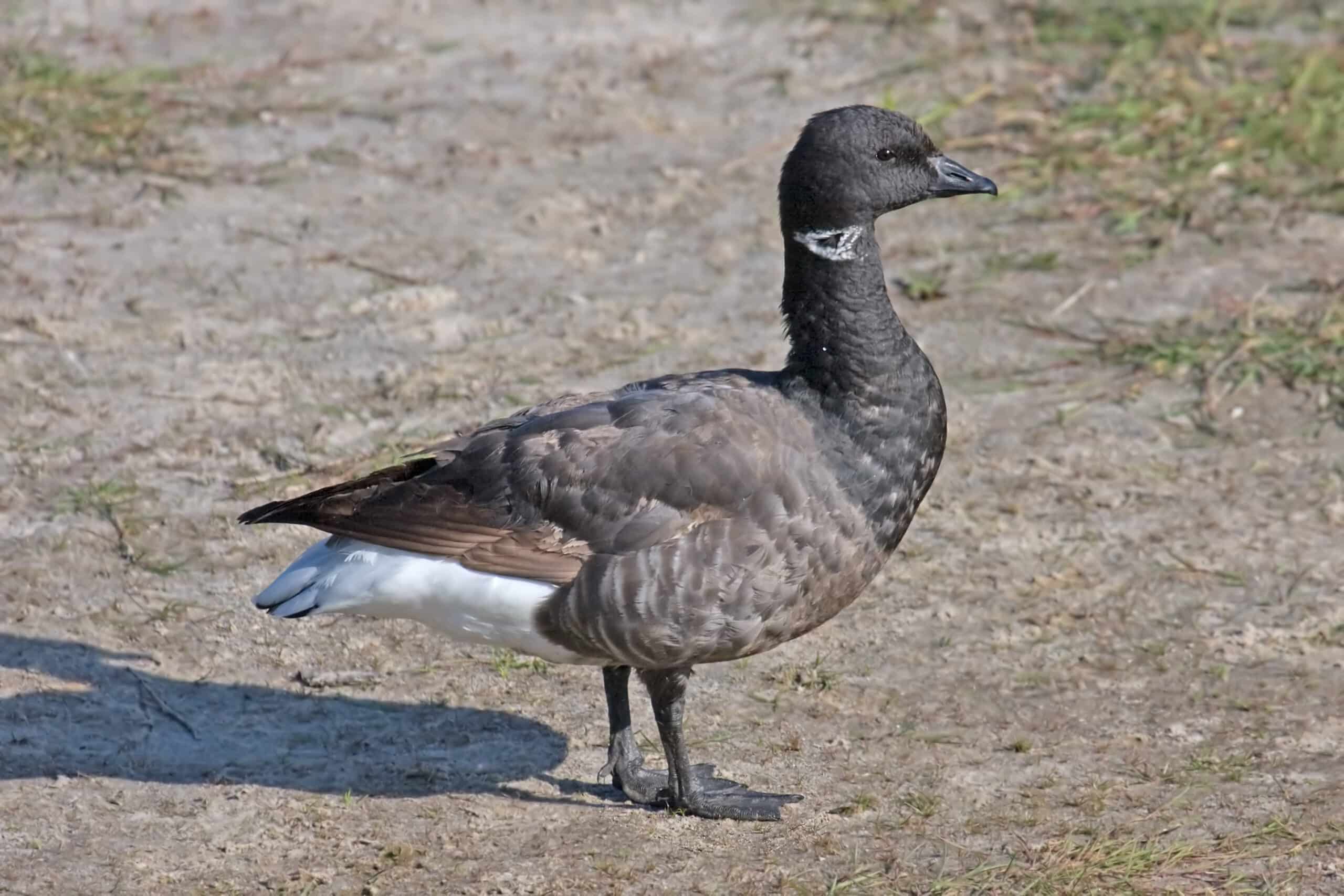 Branta bernicla bernicla – Brent Goose Branta bernicla bernicla – Brent Goose