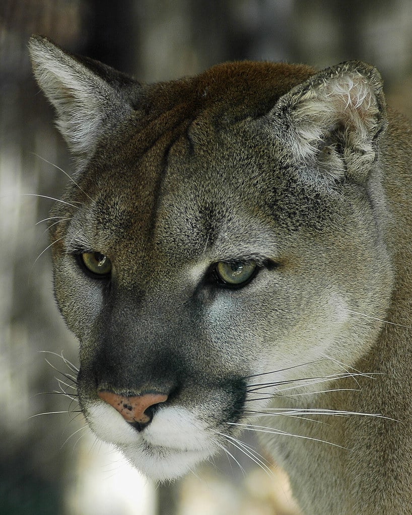 Cougar Cougar