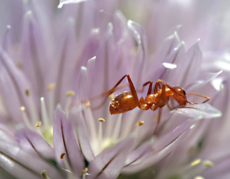 Ant Ant
