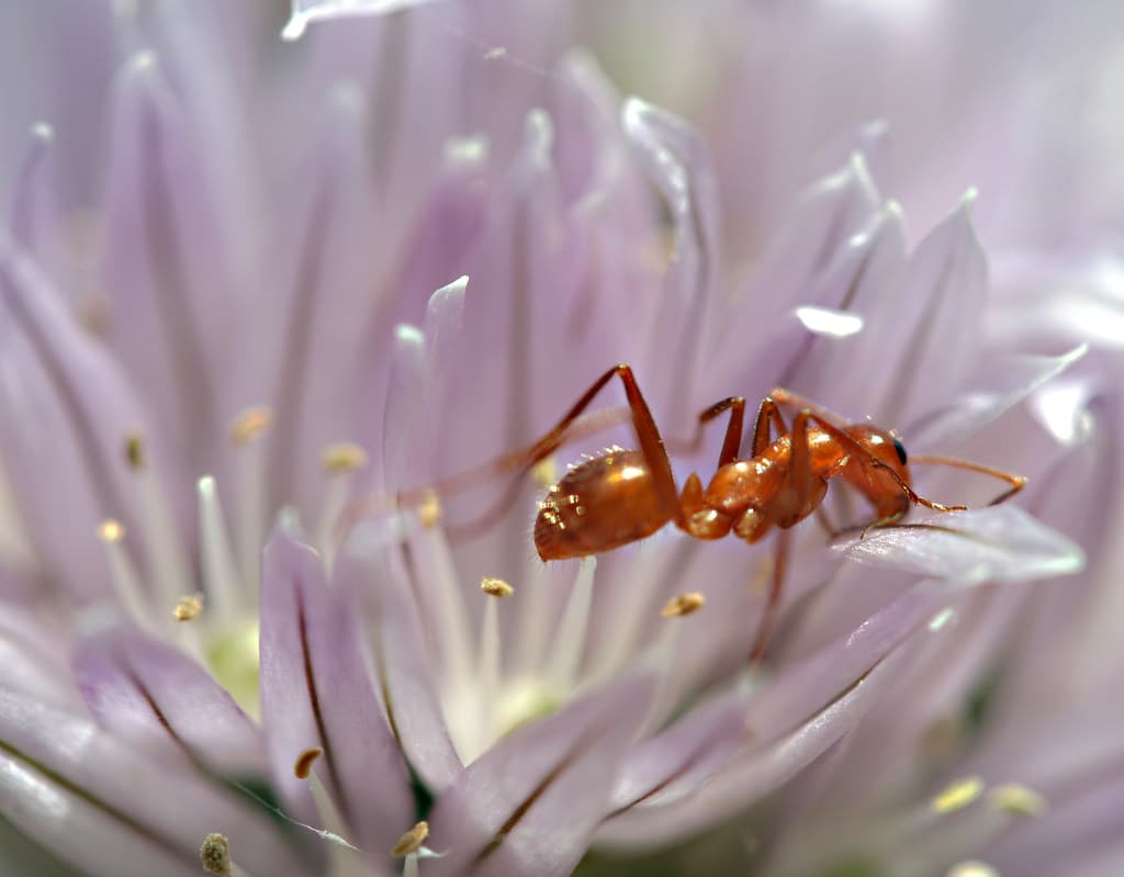 Ant Ant