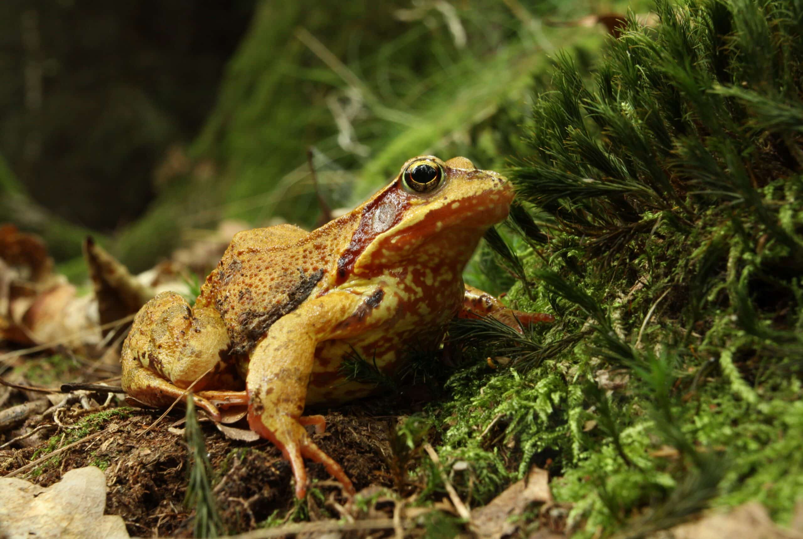 Rana temporaria in nature park Trhoň in 2014 (2)