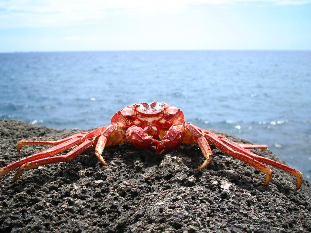 Crab