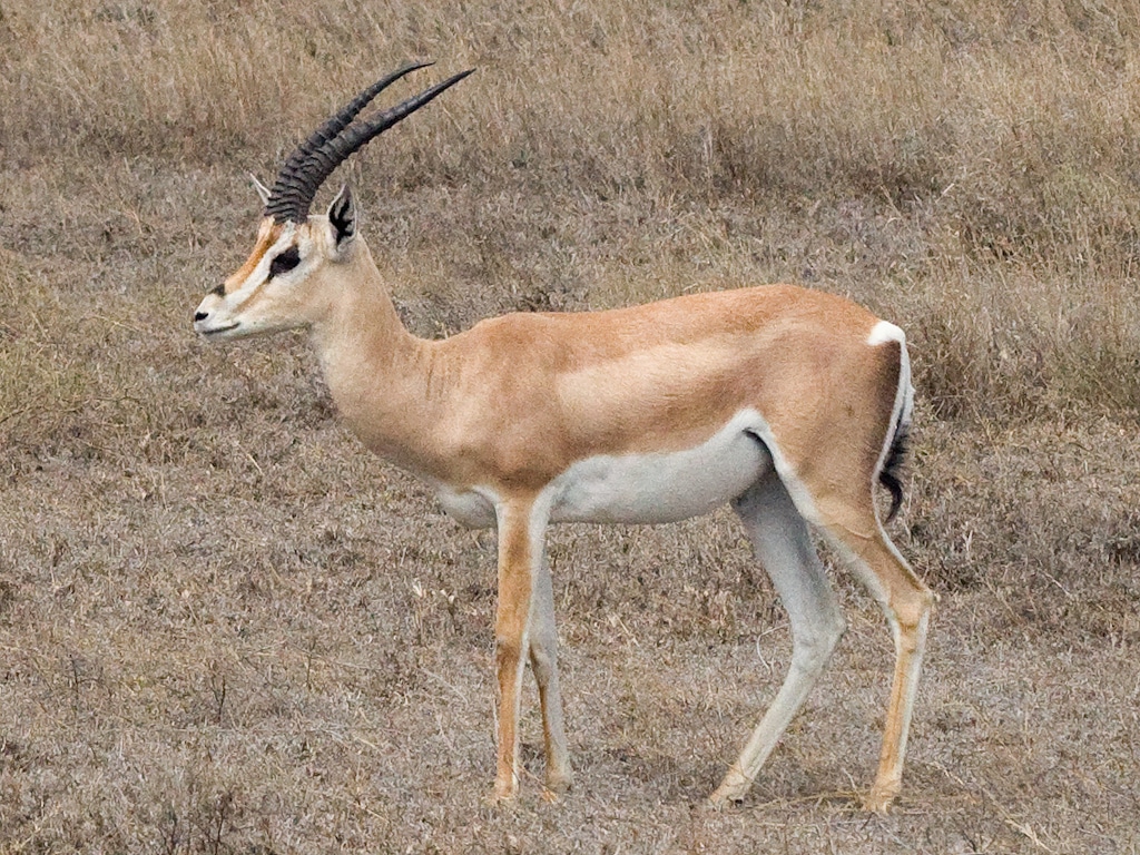 Grant’s Gazelle taxobox
