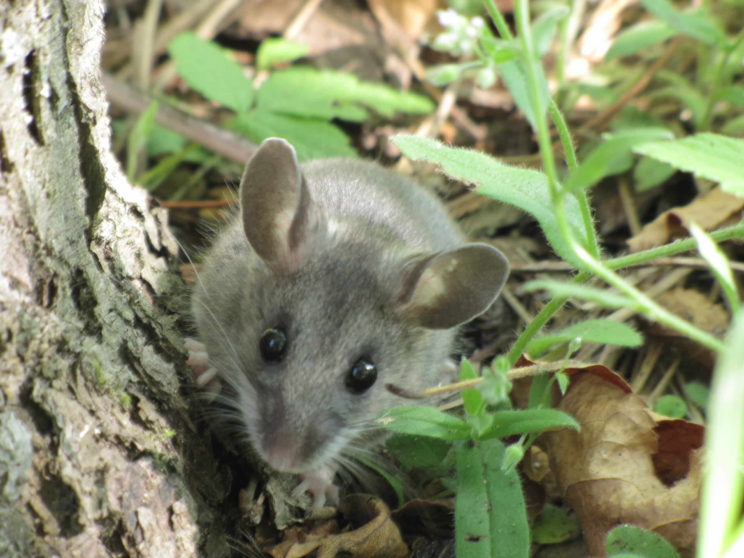 Deer Mouse (Peromyscus maniculatus) (9310532204) Deer Mouse (Peromyscus maniculatus) (9310532204)