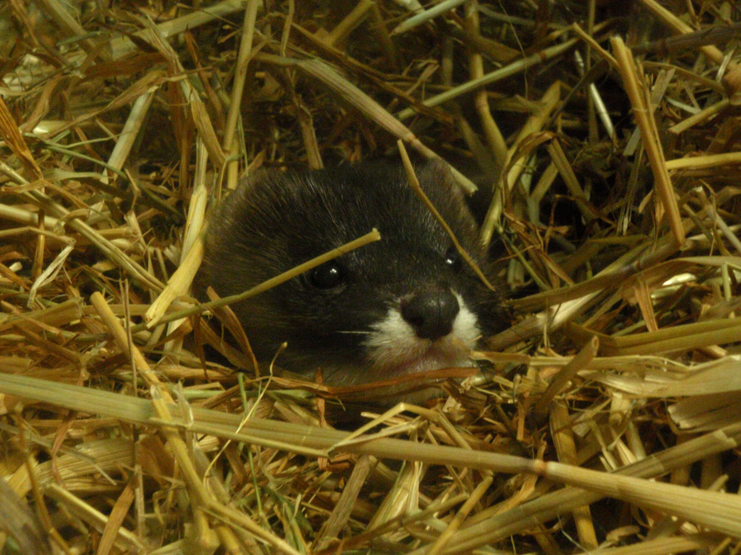 European Mink
