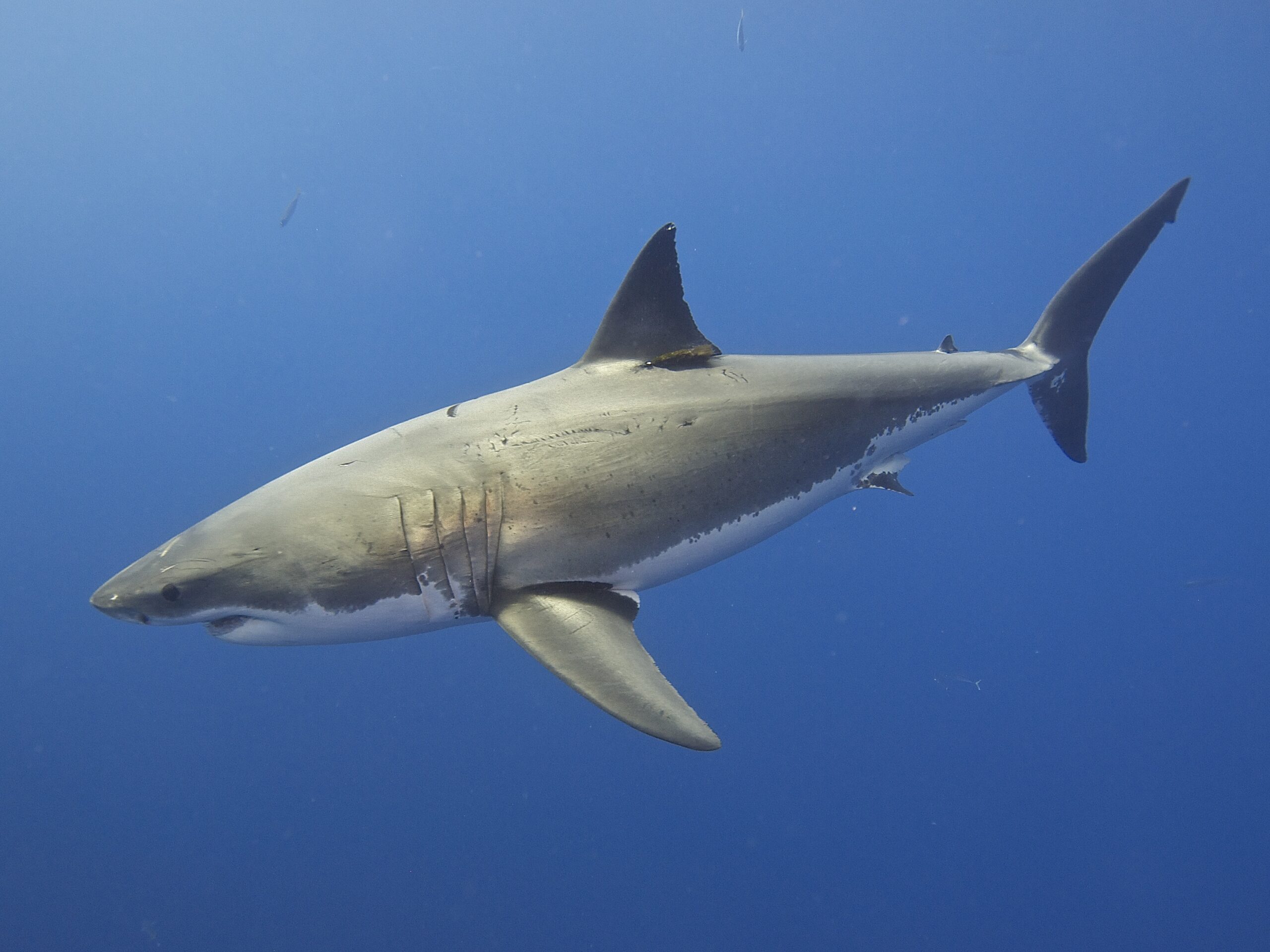 Great White Shark (14730723649) Great White Shark (14730723649)