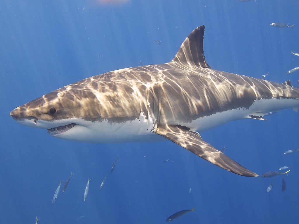 Great White Shark Great White Shark