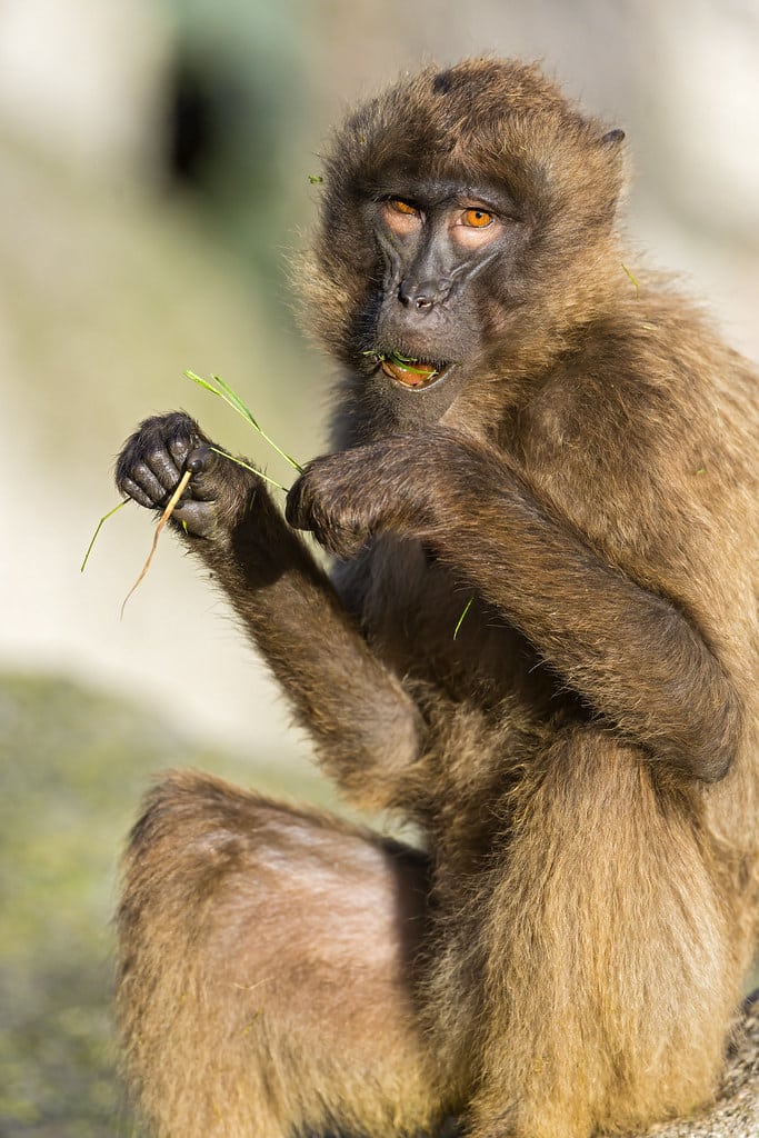 Sitting and eating baboon