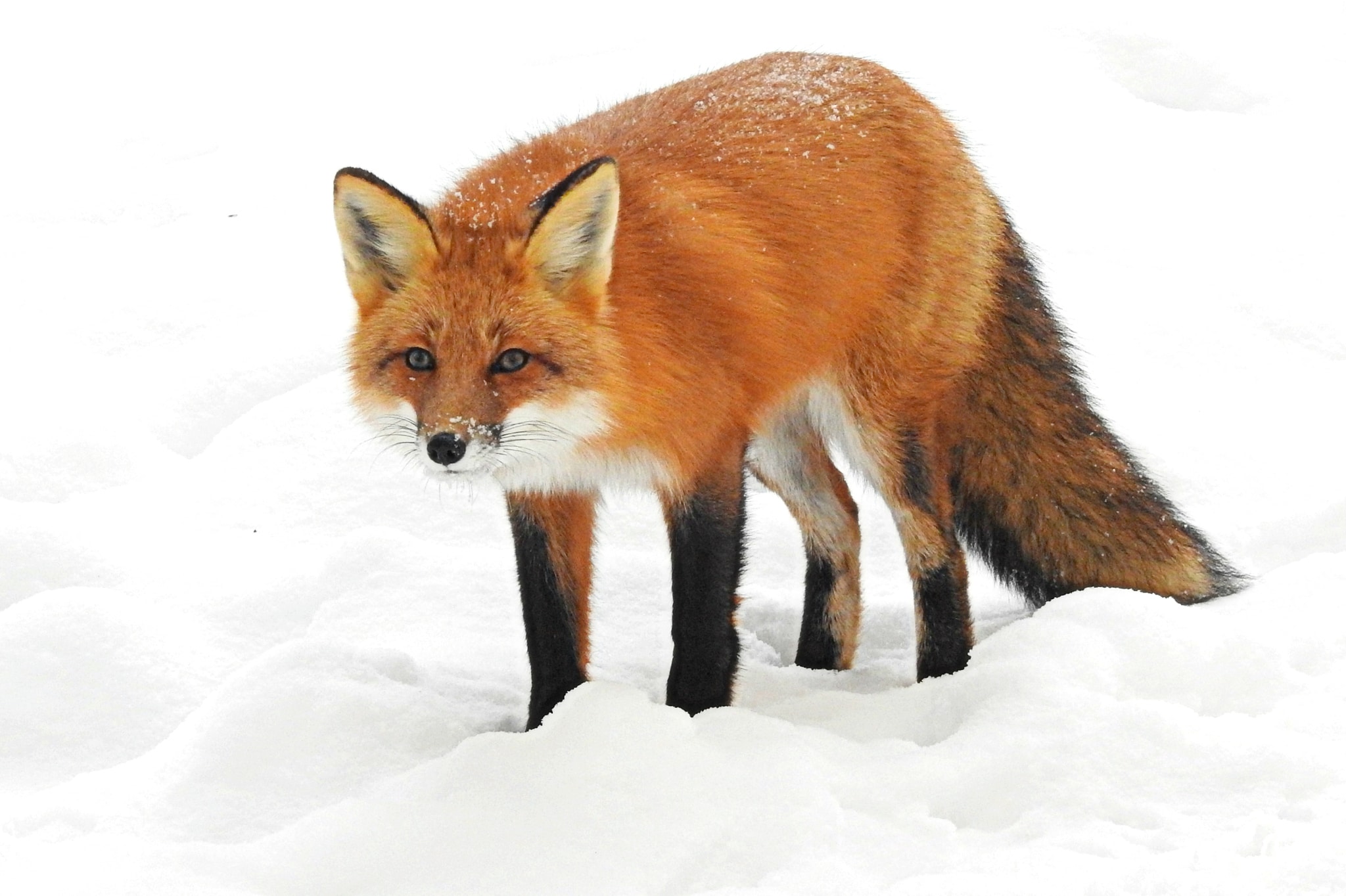 Vulpes vulpes ssp fulvus 6568074 Vulpes vulpes ssp fulvus 6568074