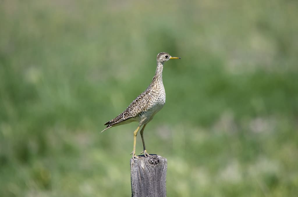 Upland Sandpiper Upland Sandpiper