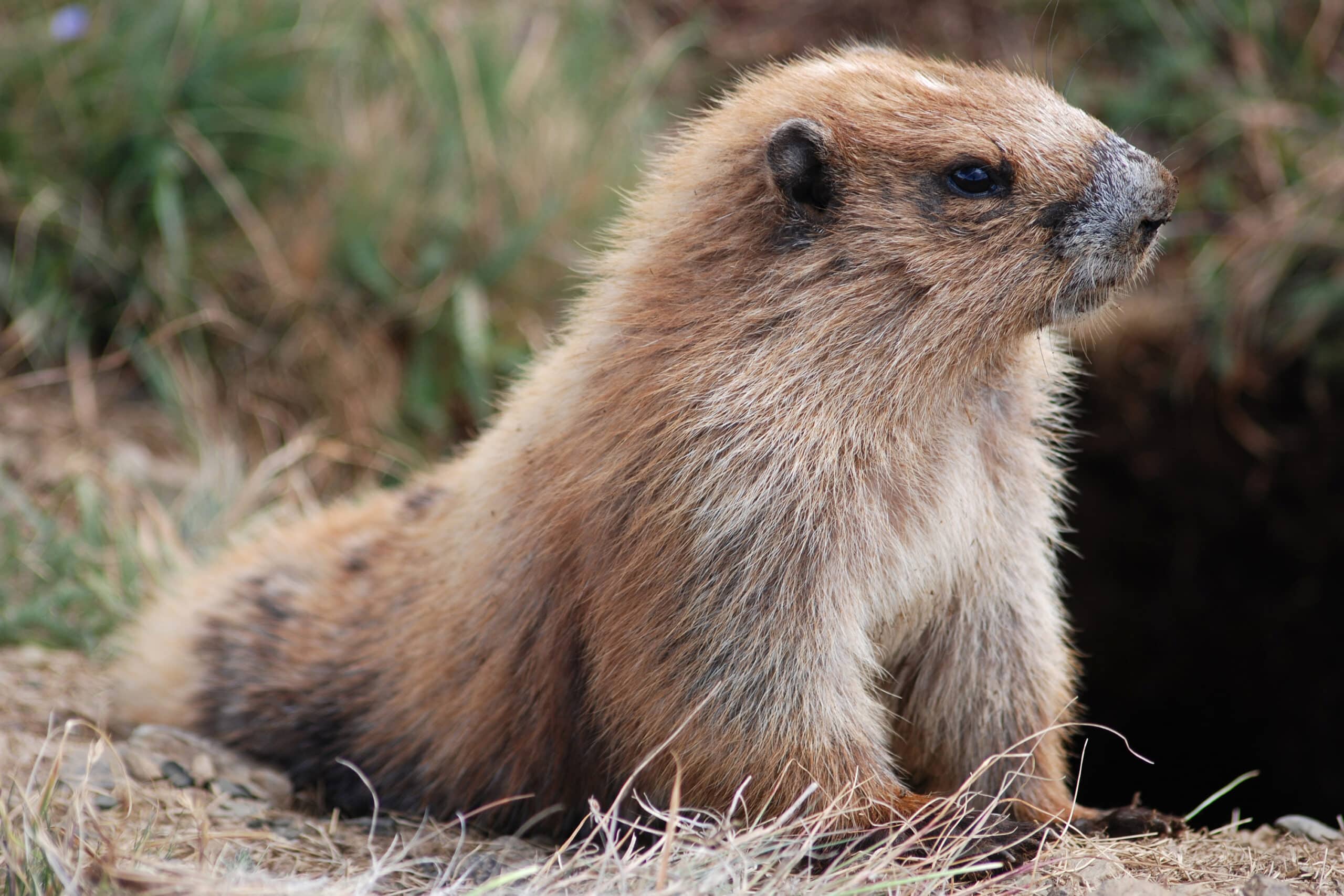 Marmot