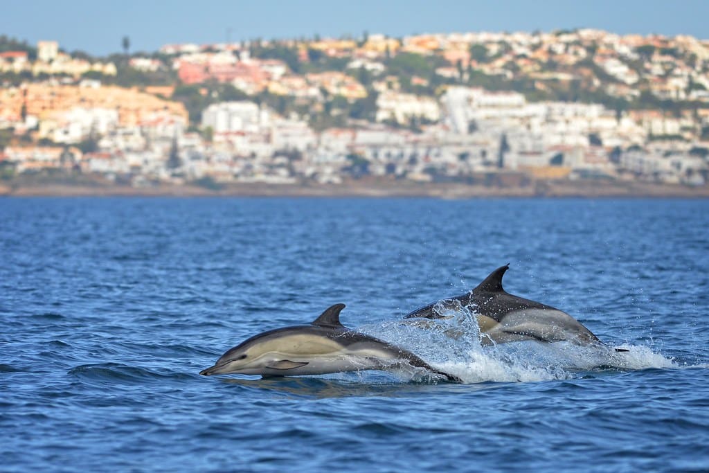 Delphinus delphis
