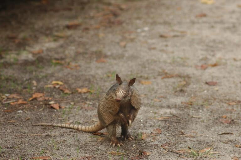 Armadillo Armadillo