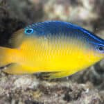 A blue and yellow damselfish with a black spot on its dorsal fin swims near coral.