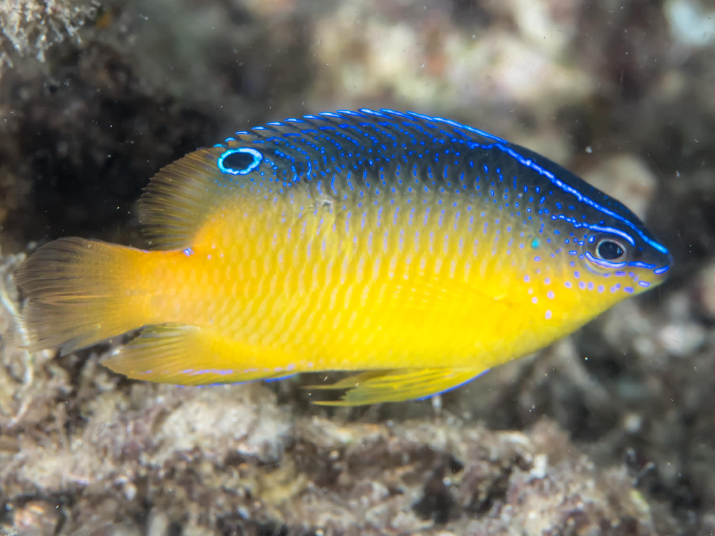 A blue and yellow damselfish with a black spot on its dorsal fin swims near coral.