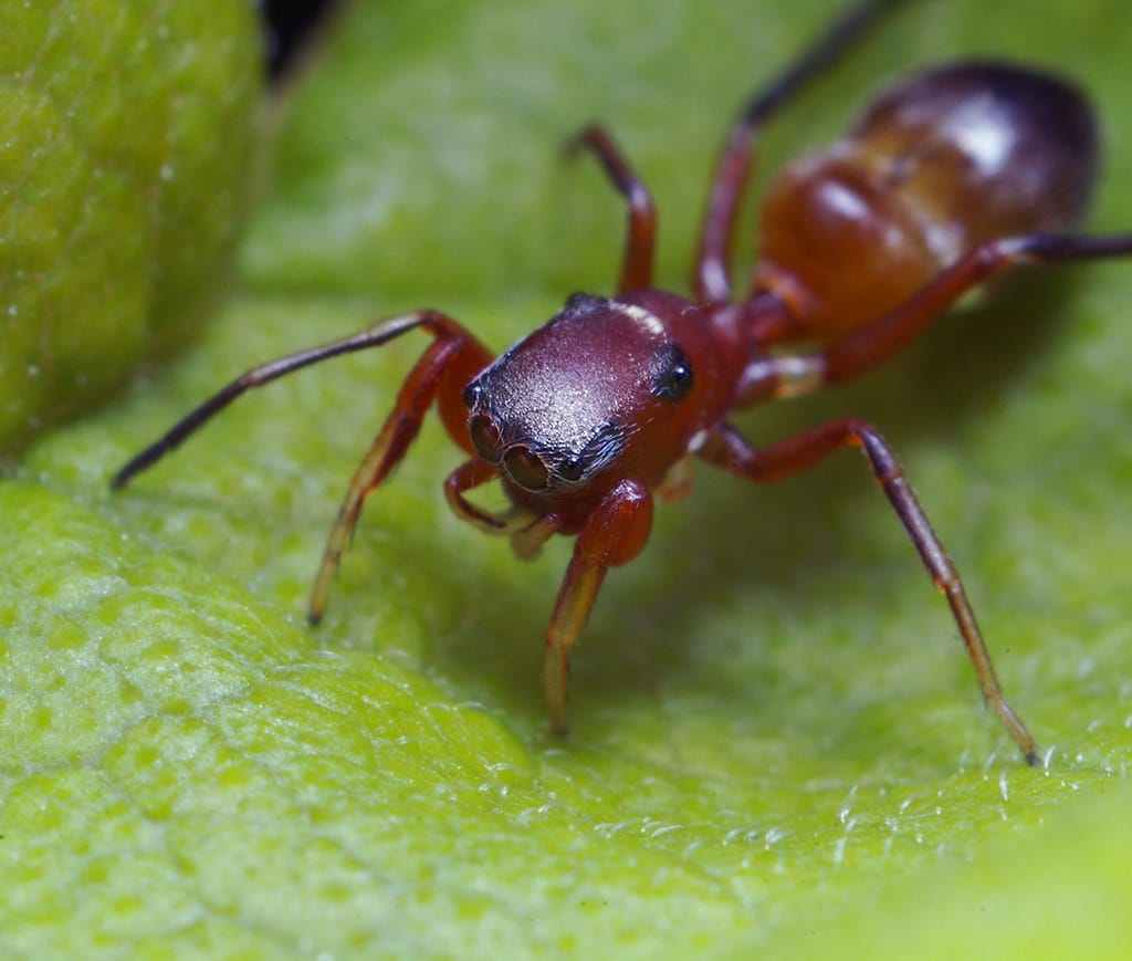 Ant Mimic Jumping Spider (Peckhamia?) Ant Mimic Jumping Spider (Peckhamia?)