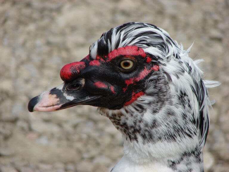 Cairina moschata head Muscovy Duck