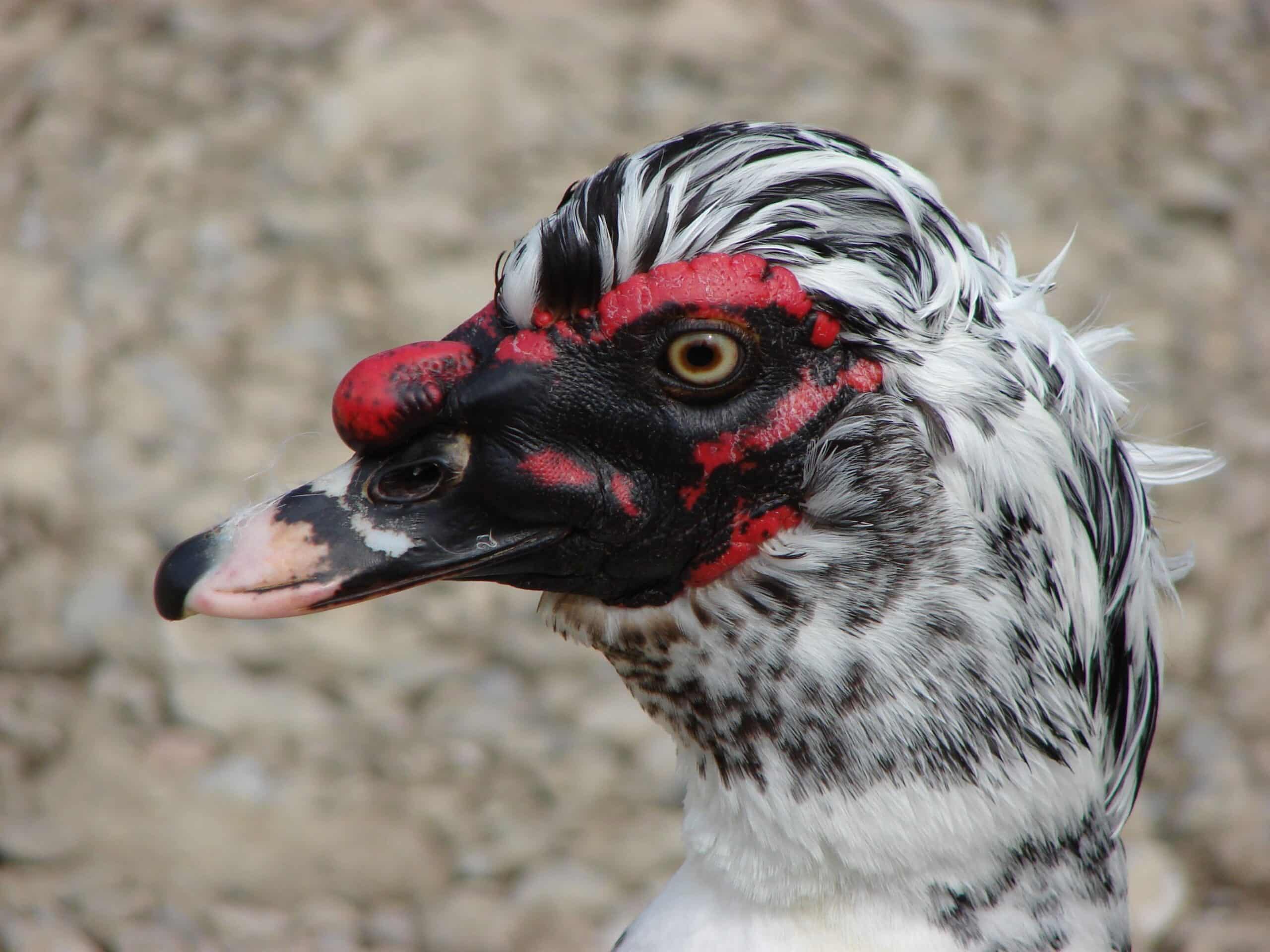 Cairina moschata head  Muscovy Duck