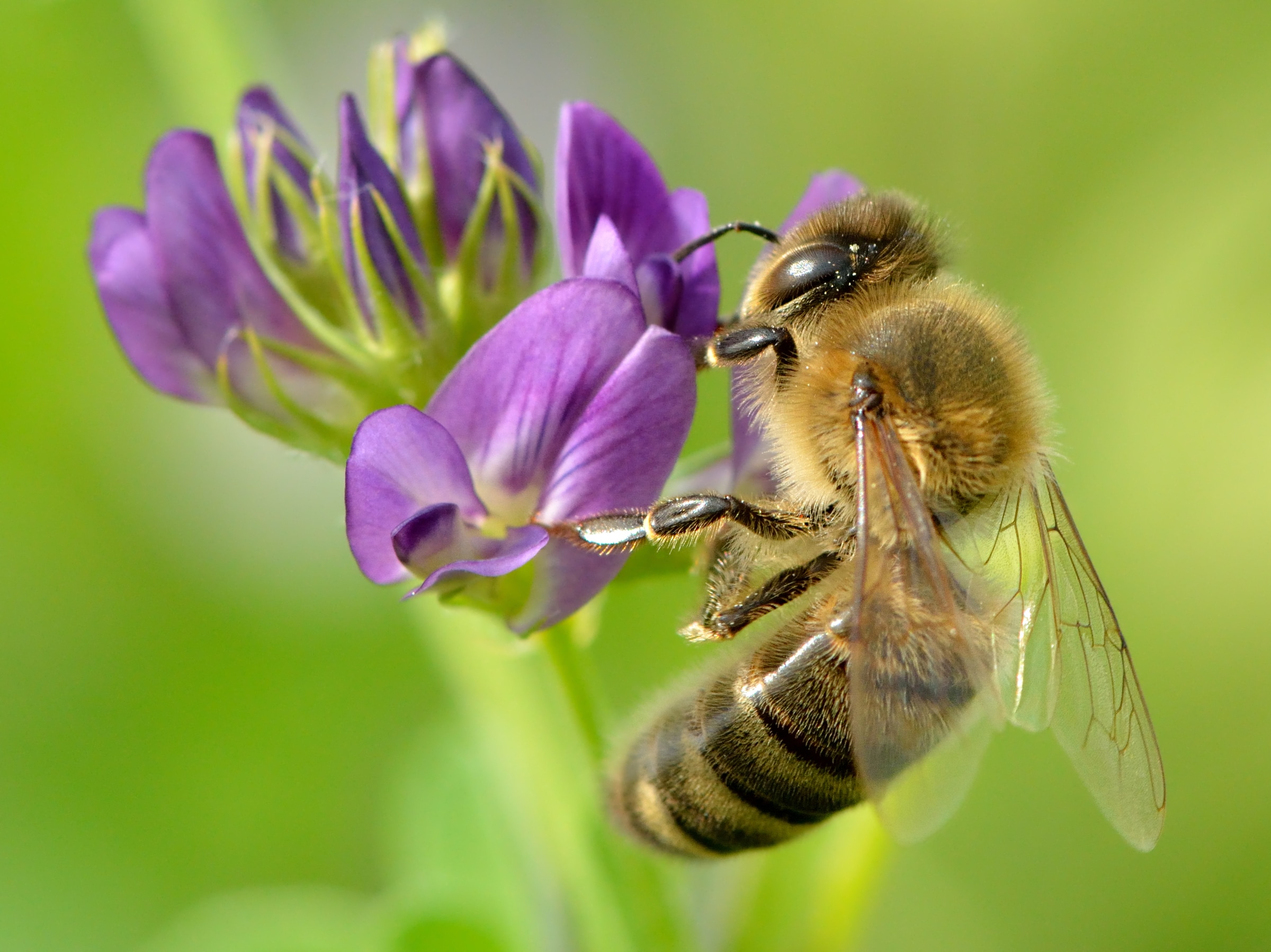 Apis mellifera – Medicago sativa – Valingu Apis mellifera – Medicago sativa – Valingu