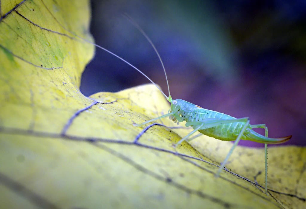 Southern oak bush cricket Southern oak bush cricket