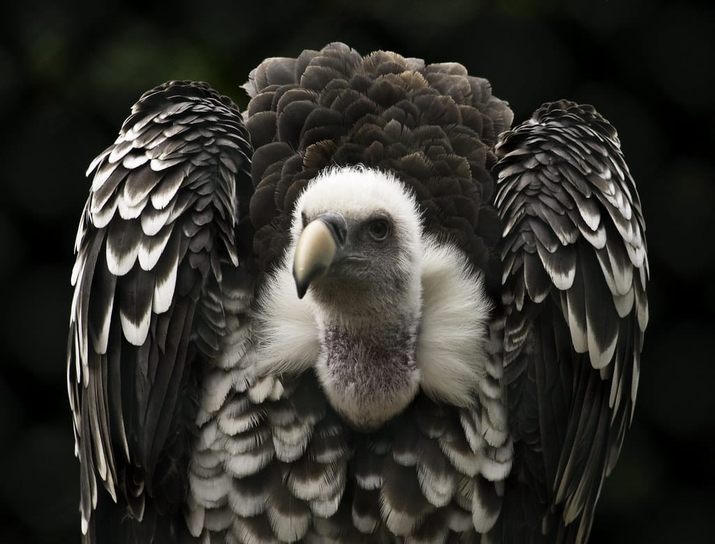 Rüppells Griffon Vulture Rüppells Griffon Vulture