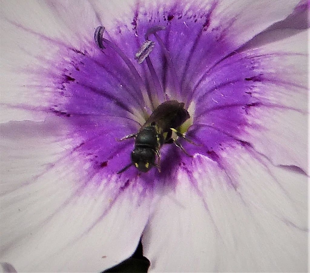Yellow-faced Bee, female. Hylaeus communis