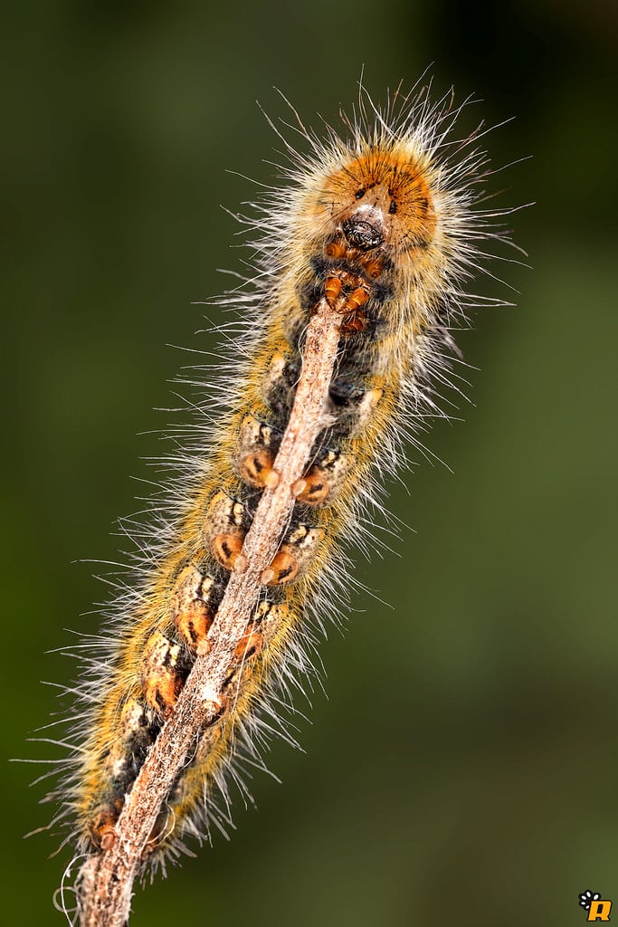 Caterpillar Caterpillar