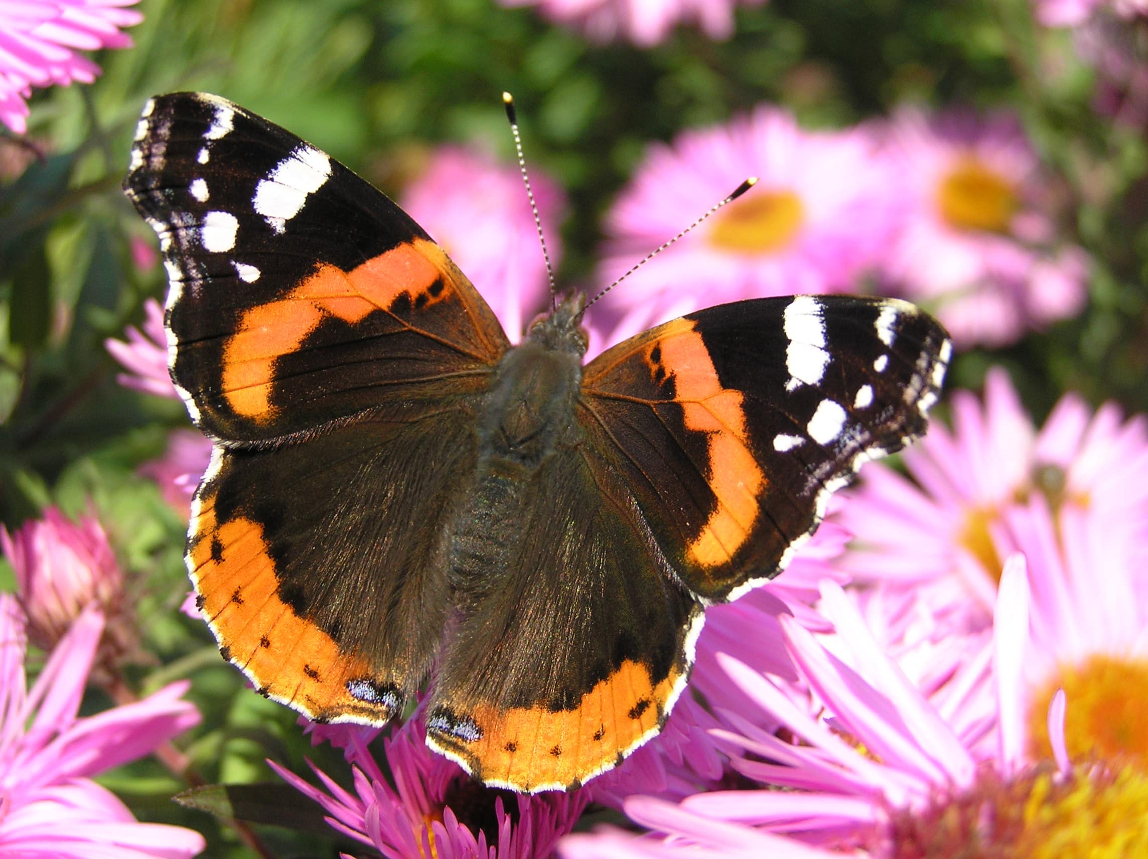 Vanessa atalanta brok beentree  Admiral Butterfly