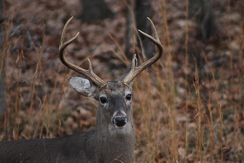 White-Tailed Deer (Odocoileus virginianus) Buck – 6-Point Buck