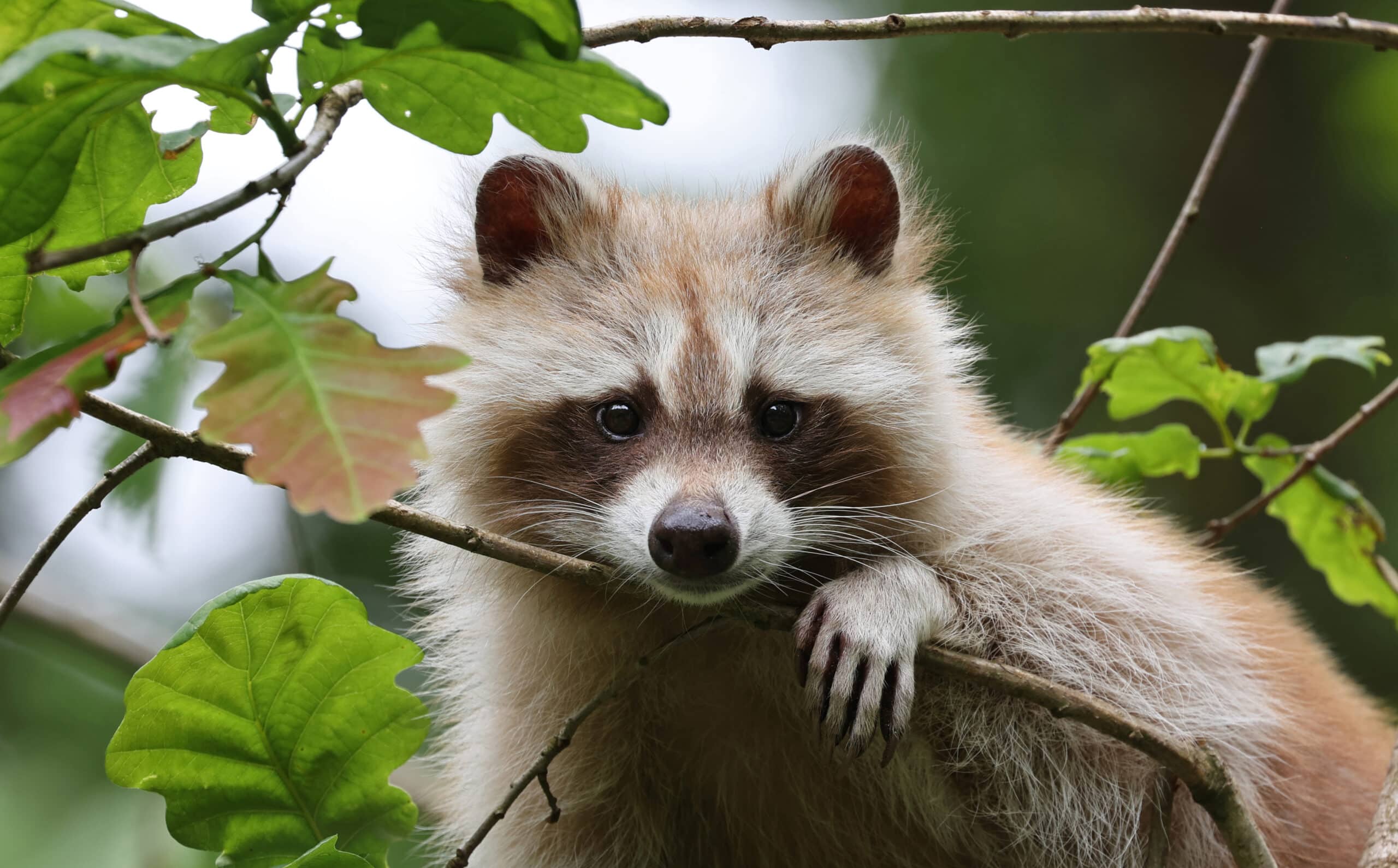 Raccoon