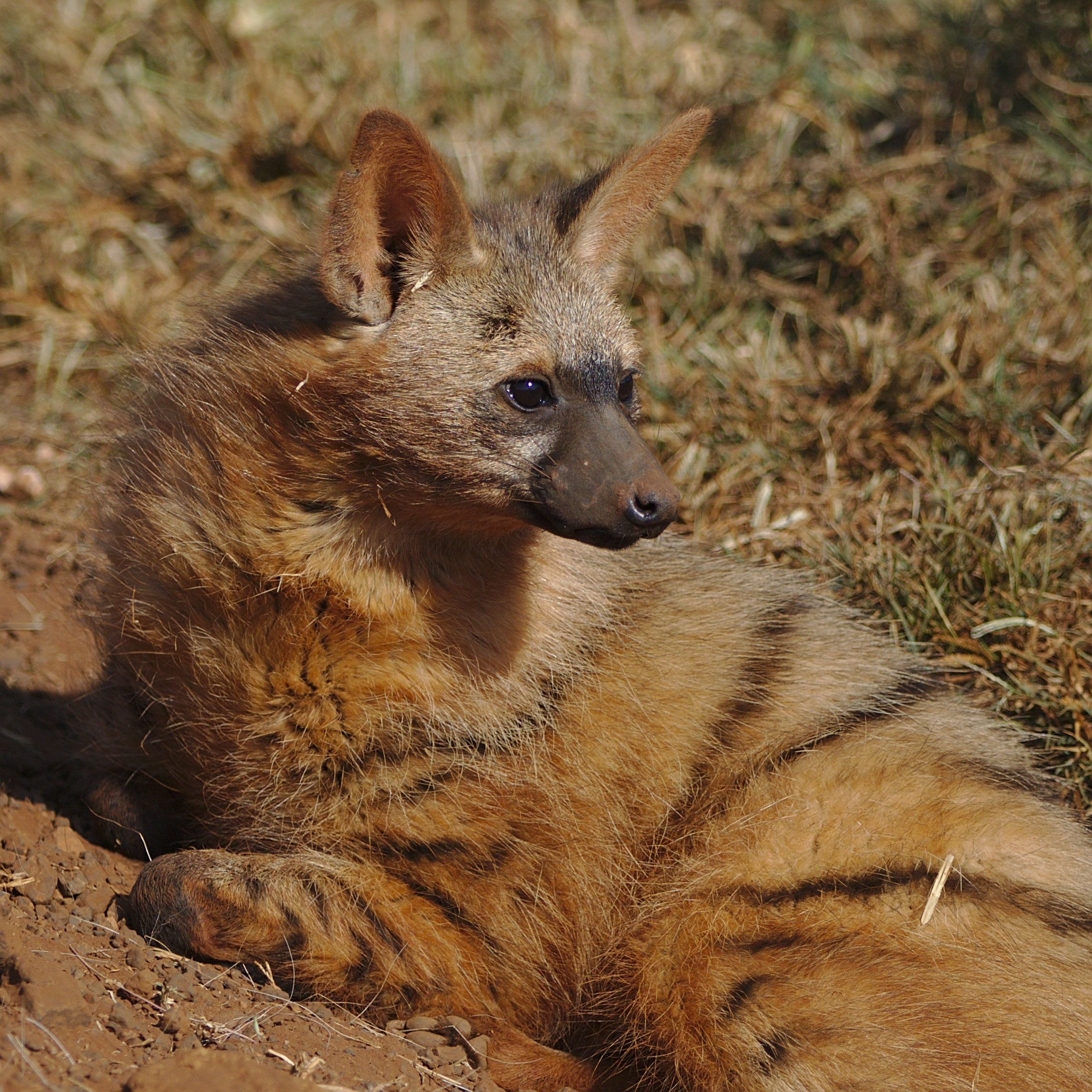Aardwolf, Proteles cristata, at Lion and Rhino Reserve, Gauteng, South Africa (47987212743)