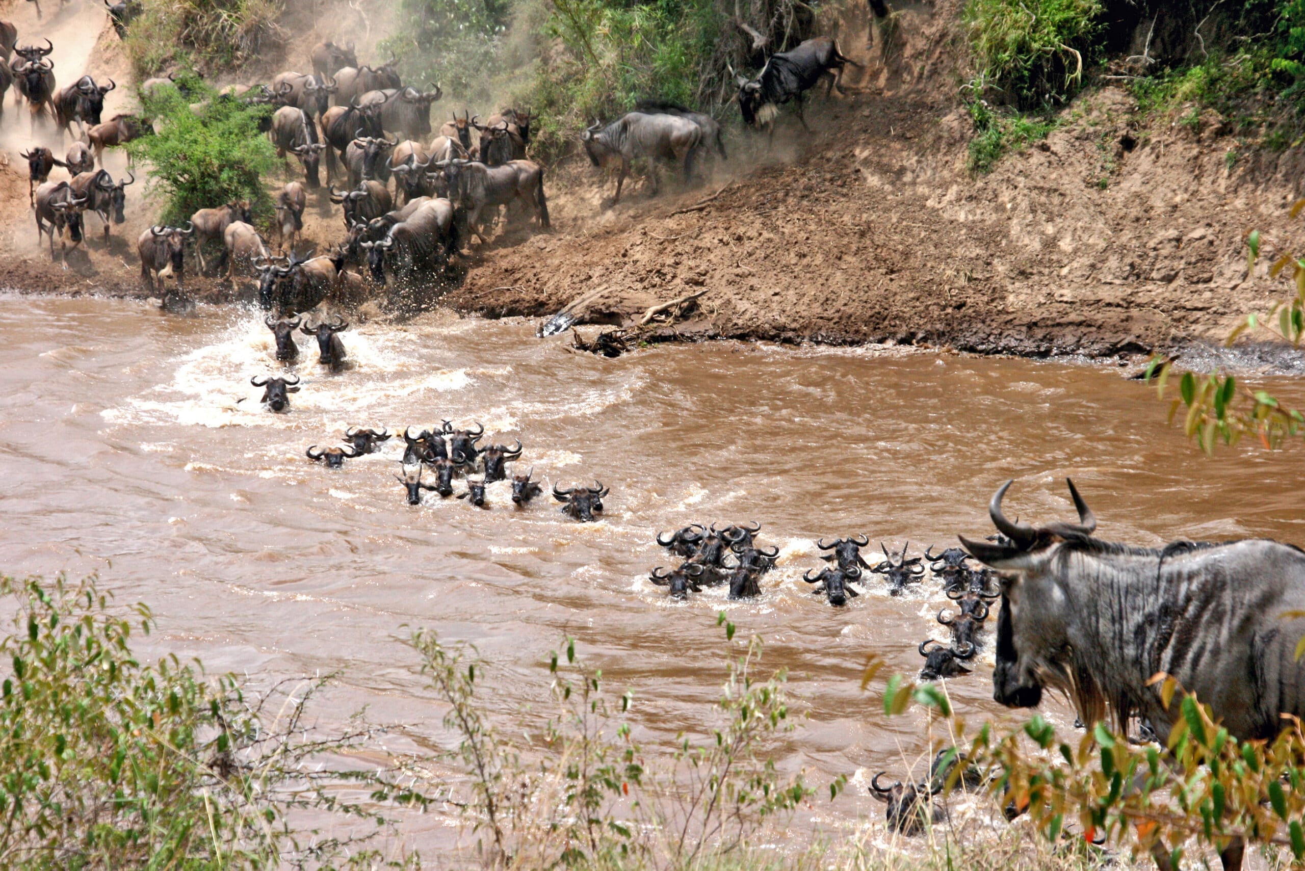 File:Connochaetes taurinus -Wildebeest crossing river -East Africa.jpg