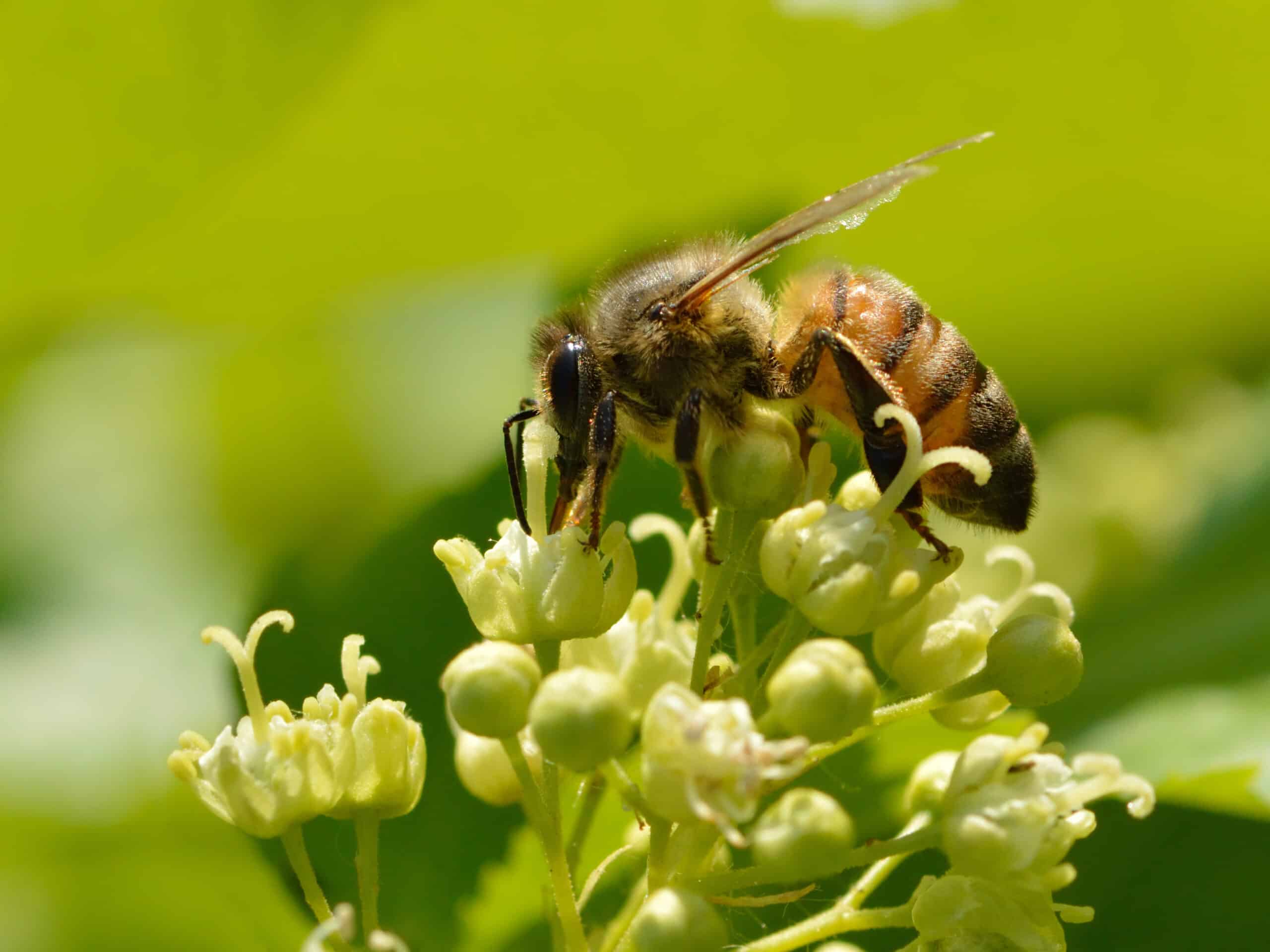 Apis mellifera – Acer tataricum – Keila Apis mellifera – Acer tataricum – Keila