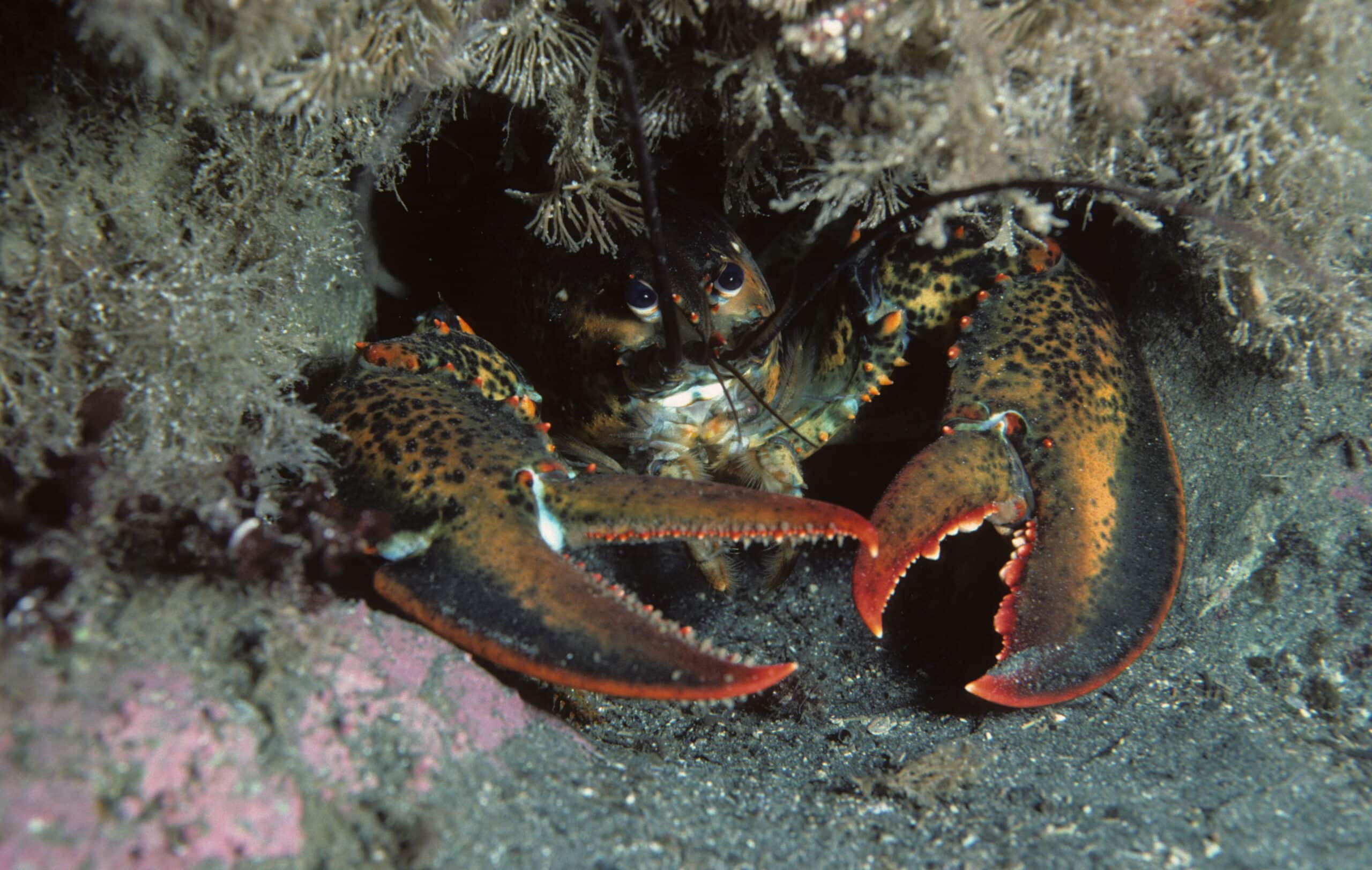 Lobster