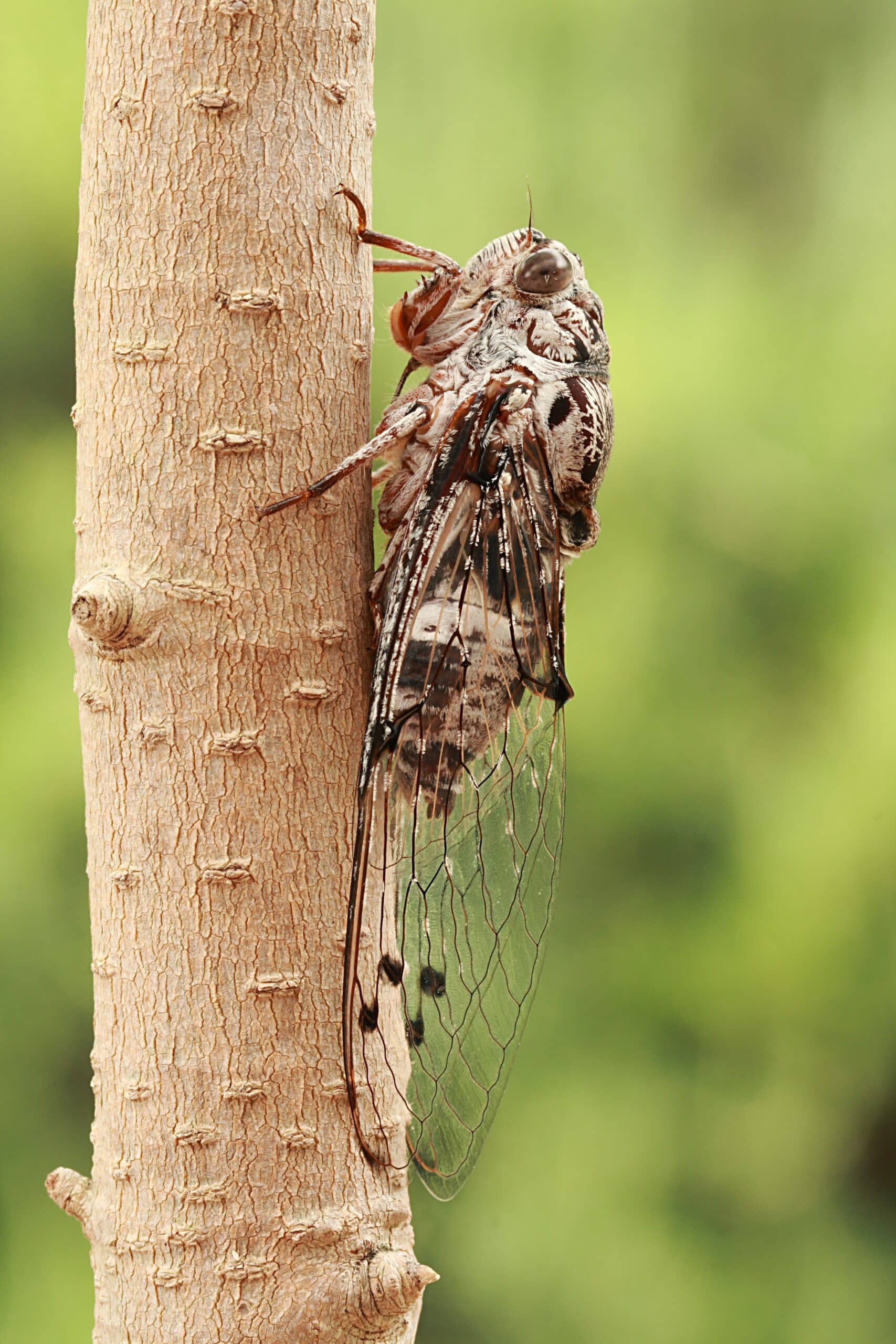 File:Floury Baker cicada side.JPG