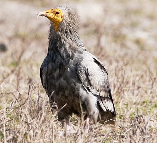 Egyptian Vulture Egyptian Vulture