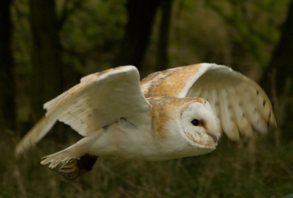 Barn Owl (Tyto Alba)