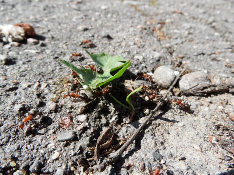 ants ants