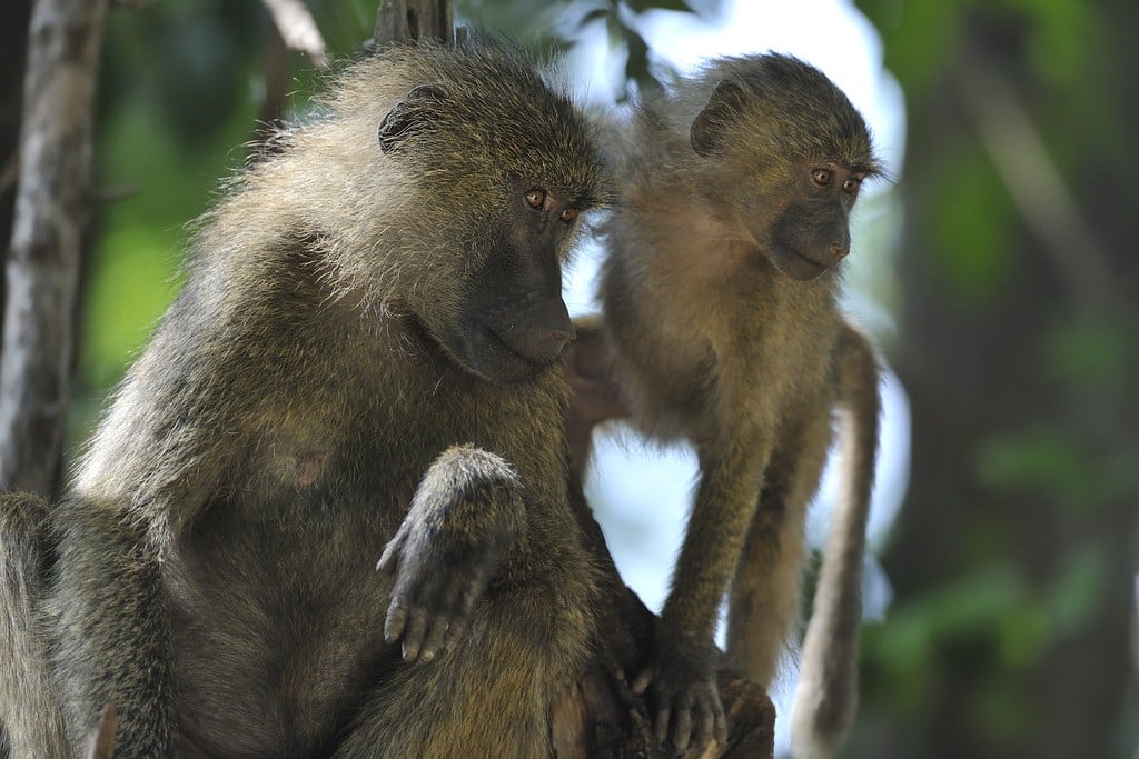 Baboon mother and baby