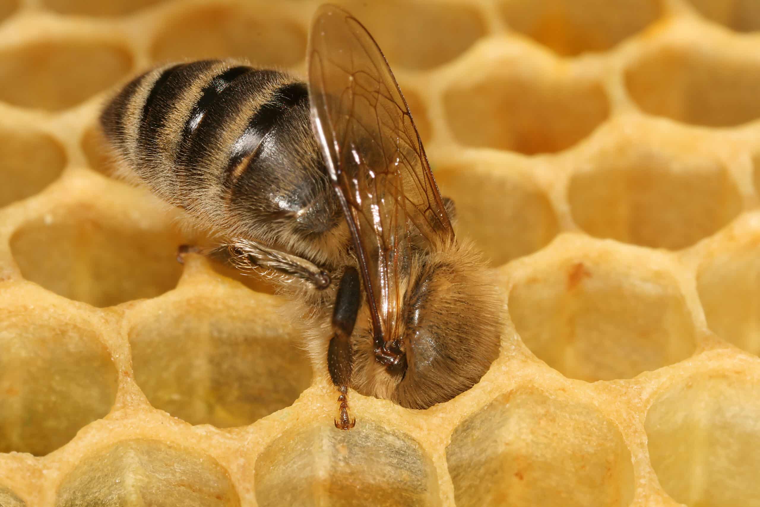 Apis mellifera carnica worker honeycomb 2 Apis mellifera carnica worker honeycomb 2